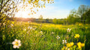 Peaceful Spring Meadow with Blooming Wildflowers