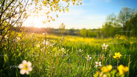 Peaceful Spring Meadow with Blooming Wildflowers