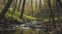 Serene Woodland Stream with Sunlight Filtering Through Trees