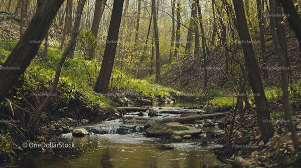 Serene Woodland Stream with Sunlight Filtering Through Trees