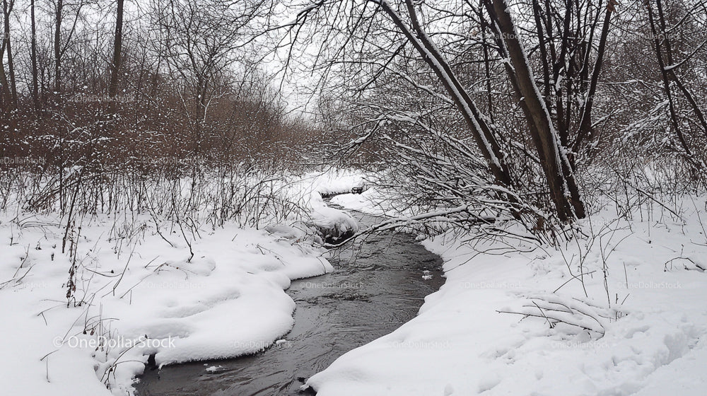 Tranquil Snow-Covered Stream in Winter Forest