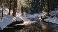 Tranquil Winter Forest with Snowy Trees and Flowing Stream