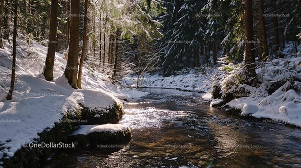 Tranquil Winter Forest with Snowy Trees and Flowing Stream