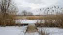 Snow-Covered Pier Amidst Winter Reeds Under Cloudy Skies