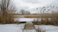 Snow-Covered Pier Amidst Winter Reeds Under Cloudy Skies