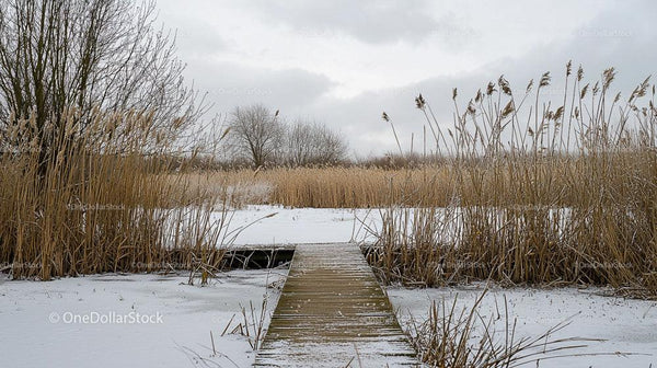 Snow-Covered Pier Amidst Winter Reeds Under Cloudy Skies