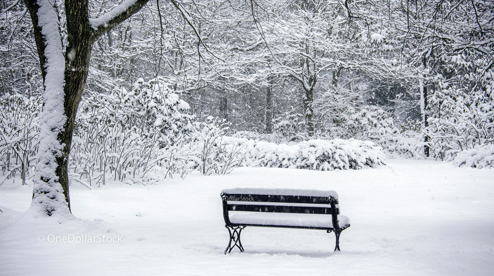 Snow-Covered Bench in a Serene Winter Parkland