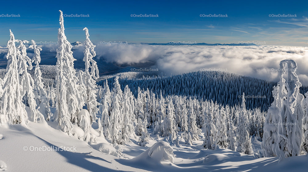 Snow-Capped Forest Under Blue Skies in Winter Serenity