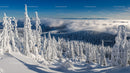 Snow-Capped Forest Under Blue Skies in Winter Serenity