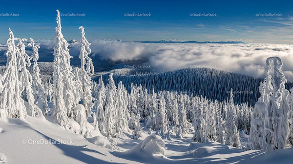 Snow-Capped Forest Under Blue Skies in Winter Serenity