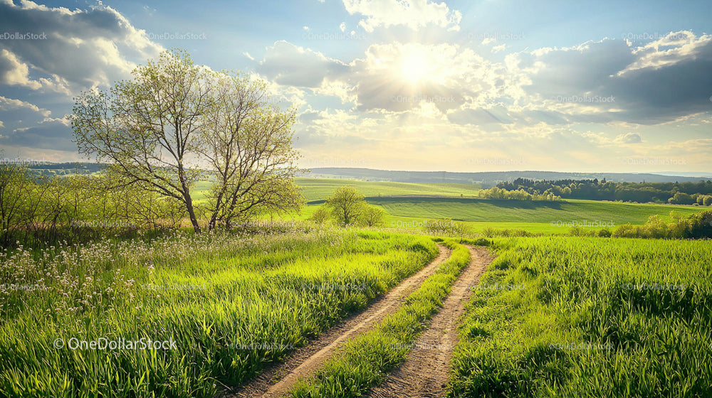 Scenic Country Road Through Lush Green Fields