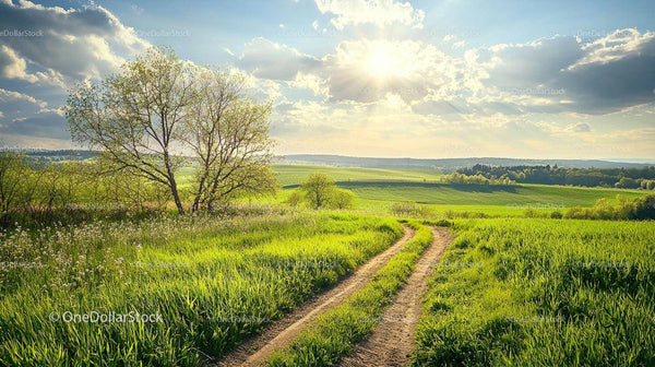 Scenic Country Road Through Lush Green Fields