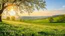Golden Sunset Over Lush Green Fields and Blossom Trees