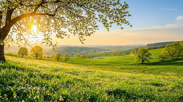Golden Sunset Over Lush Green Fields and Blossom Trees