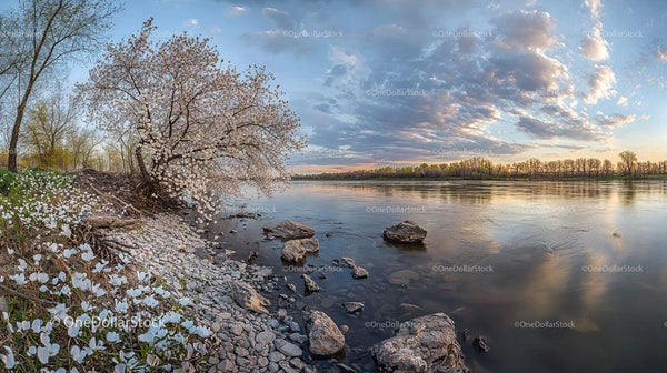 Blooming Tree by Riverbank at Sunset with Vibrant Colors