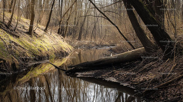 Serene Woodland Creek with Reflective Waters