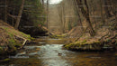 Tranquil Forest Stream Meandering Through Autumn Woods