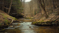 Tranquil Forest Stream Meandering Through Autumn Woods