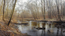 Tranquil Forest Stream Surrounded by Bare Winter Trees