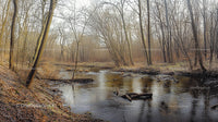 Tranquil Forest Stream Surrounded by Bare Winter Trees