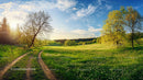 Sunlit Meadow Path with Lush Greenery and Blue Skies