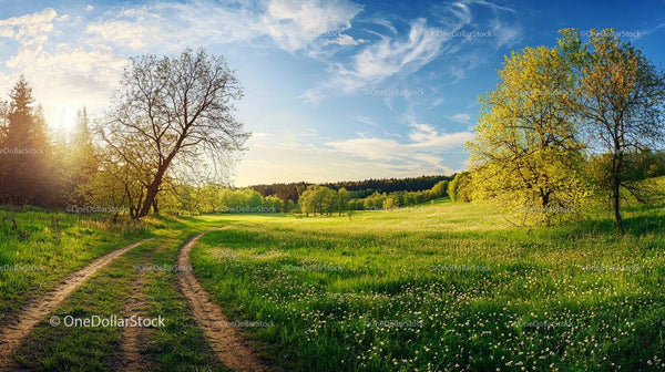 Sunlit Meadow Path with Lush Greenery and Blue Skies