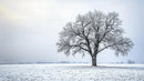Lonely Tree in Snowy Winter Landscape