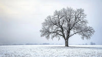 Lonely Tree in Snowy Winter Landscape