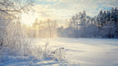 Serene Winter Morning with Frosty Trees and Soft Sunlight