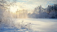 Serene Winter Morning with Frosty Trees and Soft Sunlight