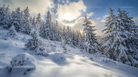 Snow Covered Pines Under Winter Sun in Silent Forest