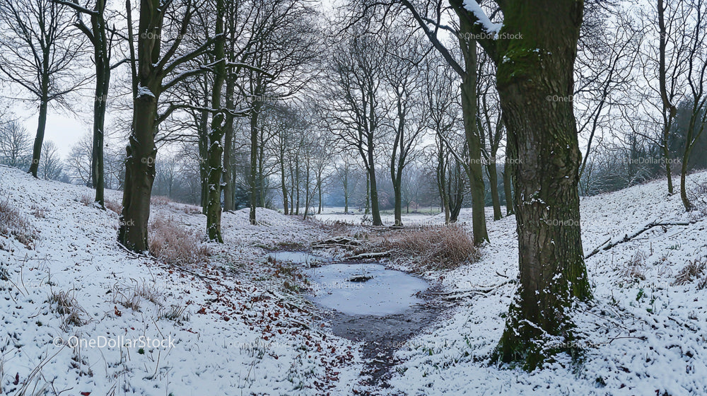 Snow-Covered Forest Path in Serene Winter Landscape