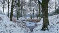 Snow-Covered Forest Path in Serene Winter Landscape