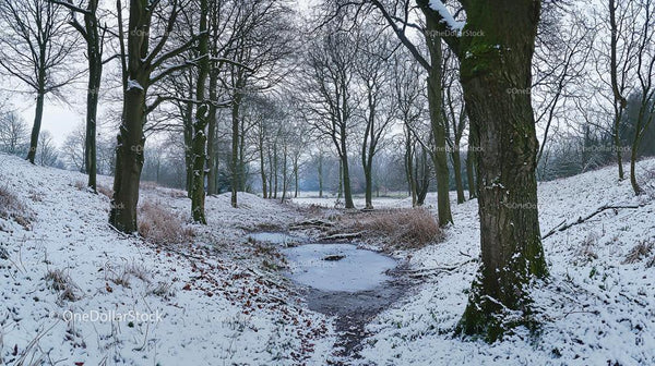 Snow-Covered Forest Path in Serene Winter Landscape