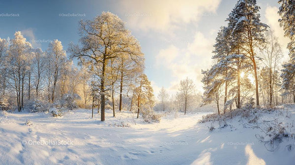Snowy Winter Forest with Sunlight Breaking Through Trees