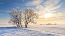 Frosty Trees in a Snow-Covered Field at Sunrise