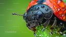 Vivid Close-Up of Ladybug on Dewy Green Leaf