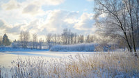 Frozen Lake with Snow-Covered Trees Under Cloudy Sky