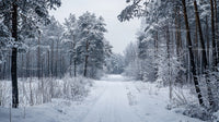 Snowy Winter Path Through Tranquil Forest Landscape