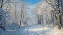 Serene Snowy Path Through Forest on a Winter Day