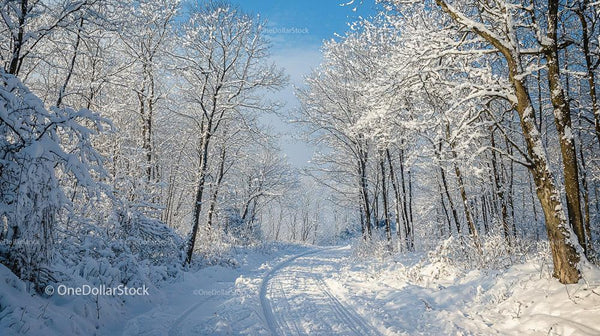 Serene Snowy Path Through Forest on a Winter Day