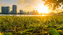 Golden Hour Cityscape Overlooking Lush Green Grass