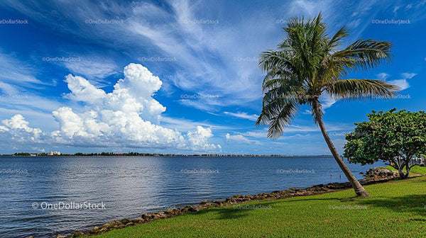 Tropical Coastline with Palm Tree and Azure Skies