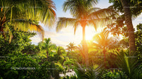Tropical Sunset with Lush Palm Trees and Vibrant Greenery