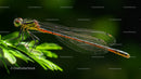 Colorful Dragonfly Resting on Green Leaf