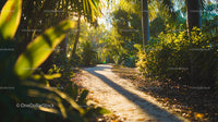 Sunlit Tropical Path Through Lush Greenery