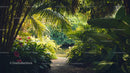 Pathway Through a Lush Tropical Garden