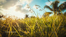 Sunlit Tropical Grass with Palm Trees in Background
