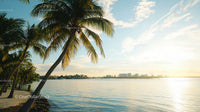 Palm Trees Overlooking Sunny Coastal Skyline at Sunset