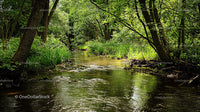 Scenic Forest Stream with Lush Green Surroundings